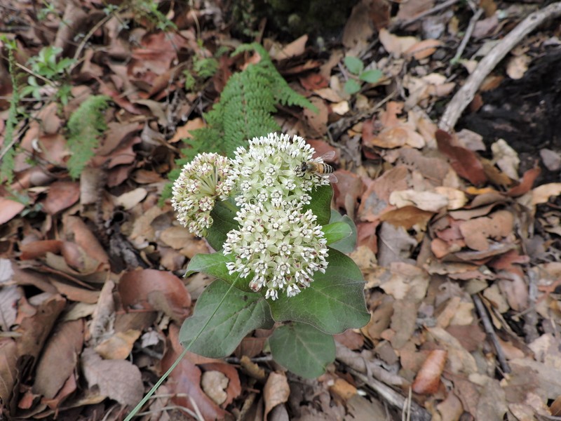 Asclepias pringlei photo 8