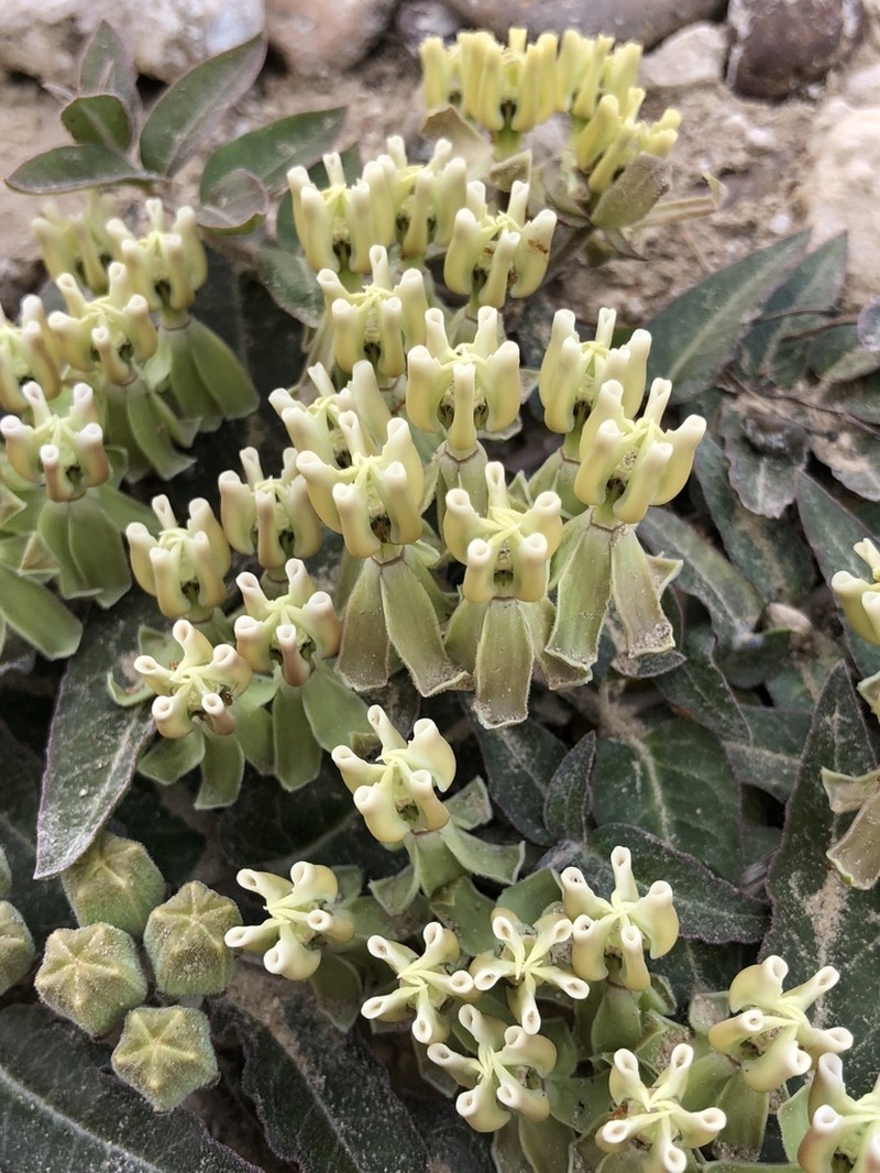 Prostrate Milkweed photo 2