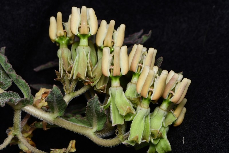Prostrate Milkweed photo 3
