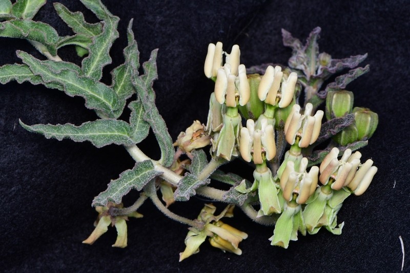 Prostrate Milkweed photo 4