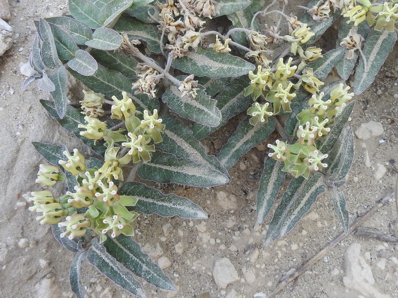 Prostrate Milkweed photo 5