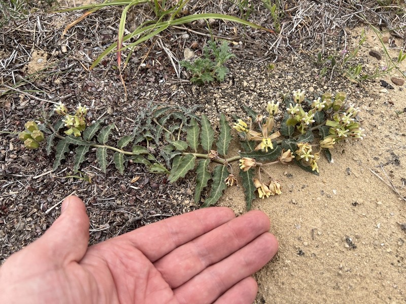 Prostrate Milkweed photo 6