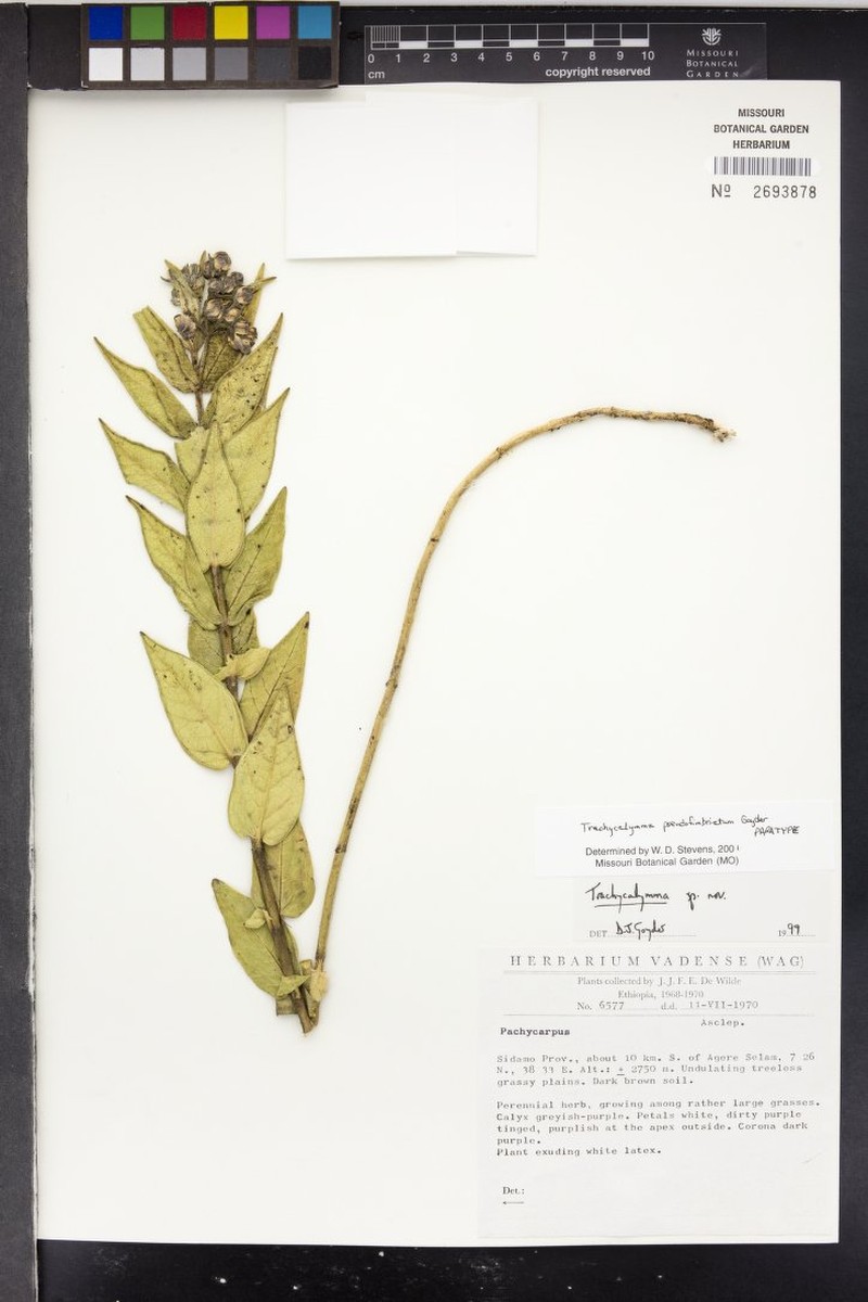 Asclepias pseudofimbriata