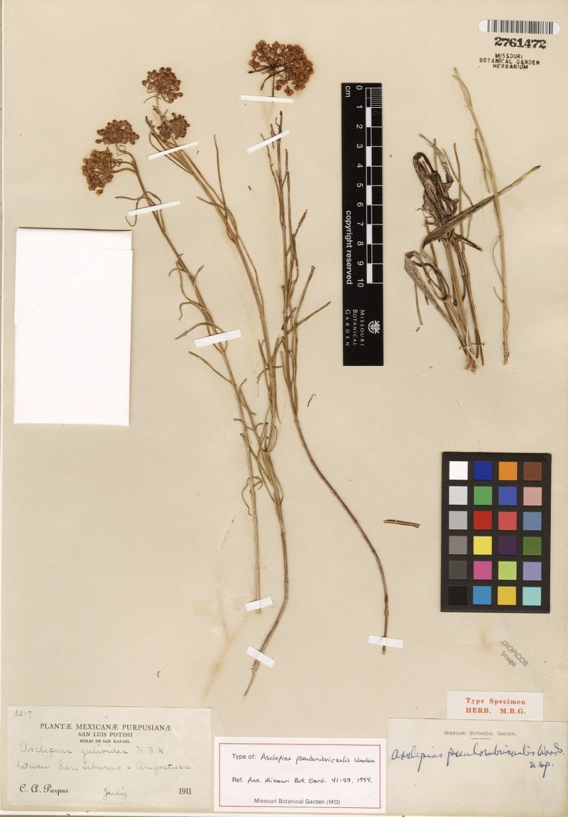 Asclepias pseudorubricaulis photo 4