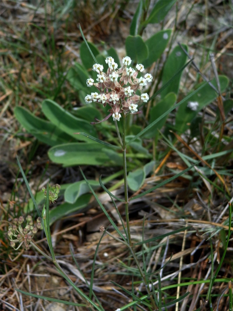 Asclepias pseudorubricaulis