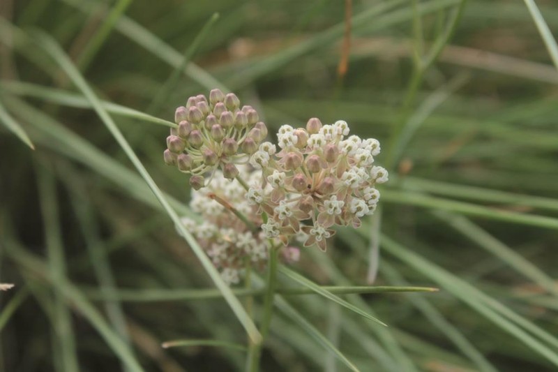 Asclepias pseudorubricaulis photo 3
