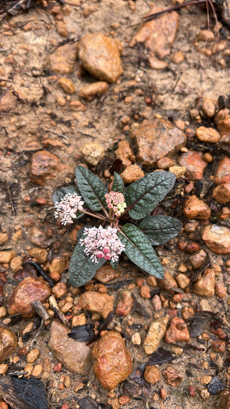 Asclepias puberula photo 5
