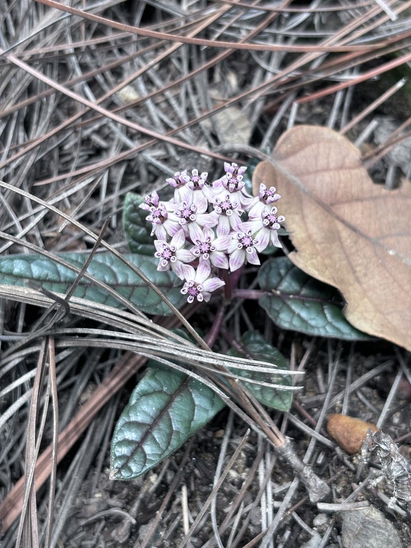 Asclepias puberula photo 6