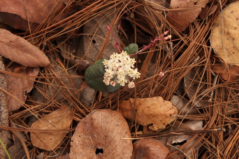 Asclepias puberula photo 7