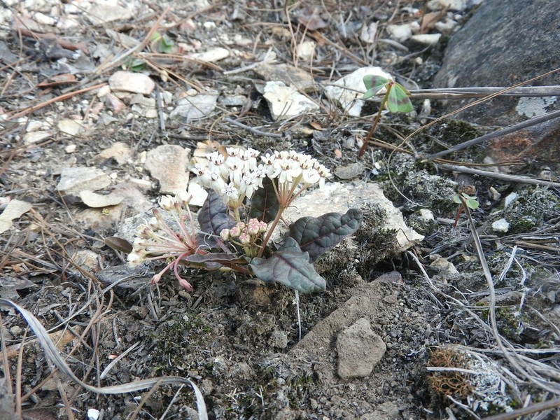 Asclepias puberula
