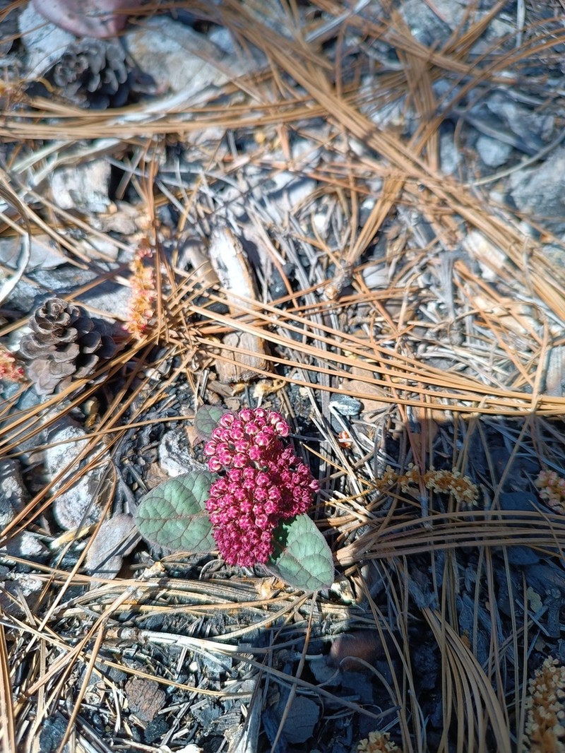 Asclepias puberula photo 2