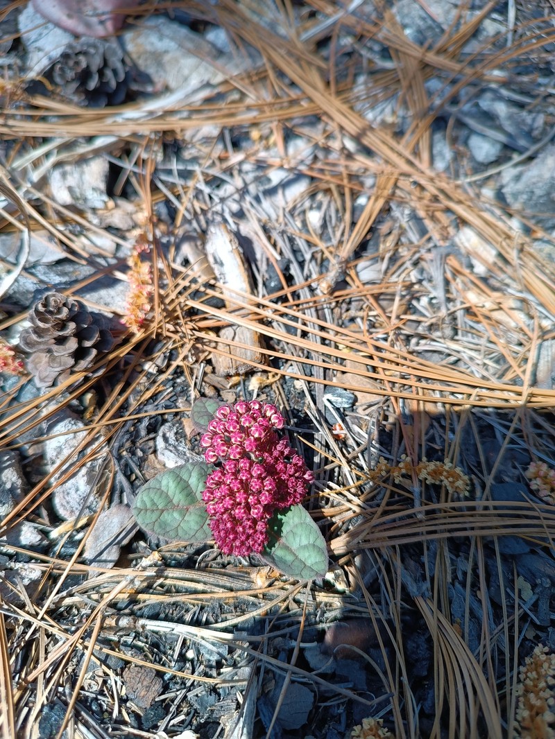 Asclepias puberula photo 3