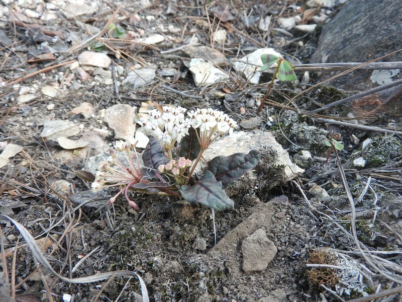 Asclepias puberula photo 4