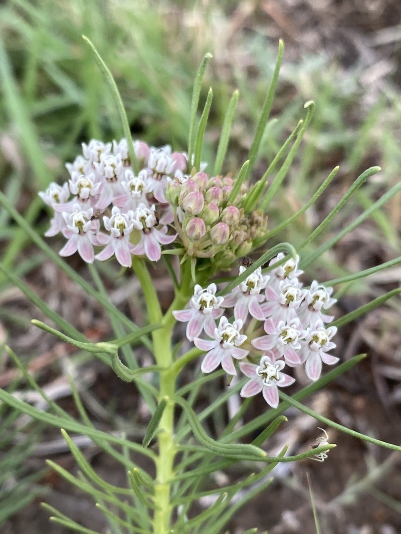 Plains Milkweed