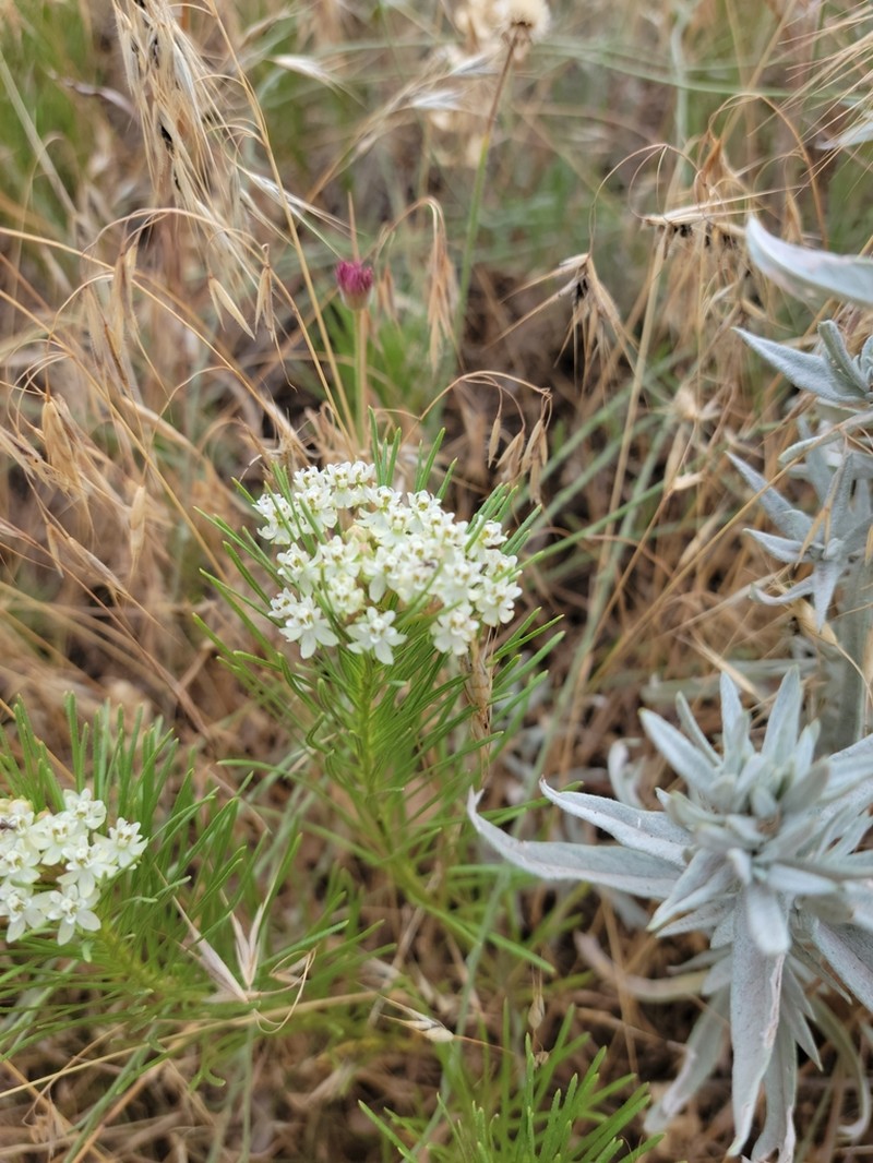 Plains Milkweed photo 2