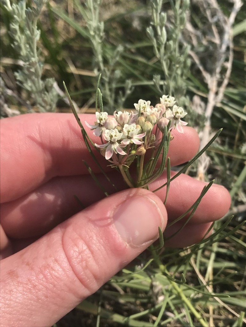 Plains Milkweed photo 3
