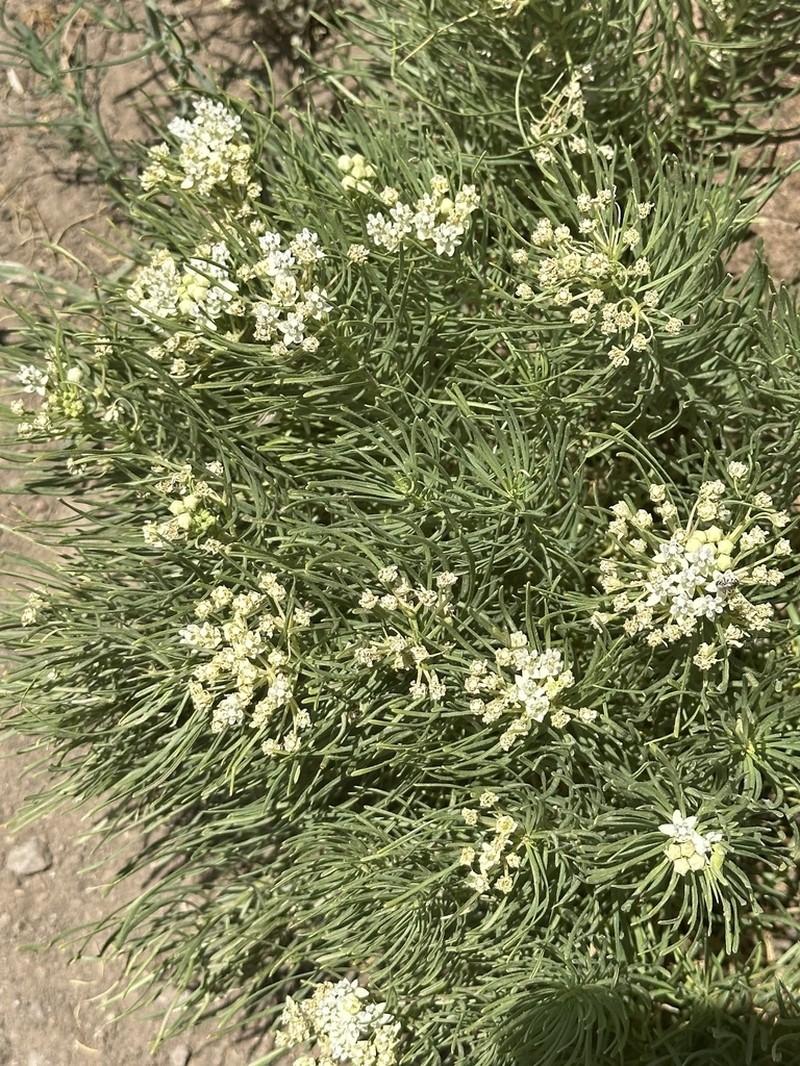 Plains Milkweed photo 4