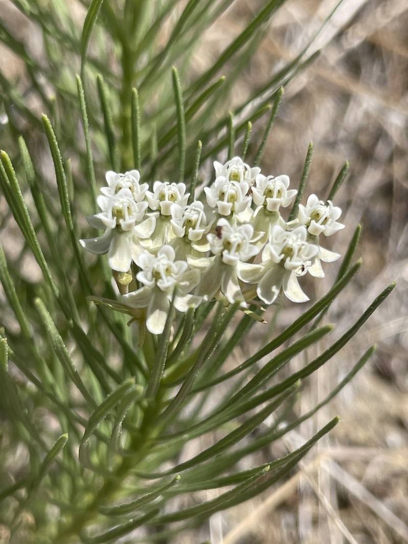 Plains Milkweed photo 5