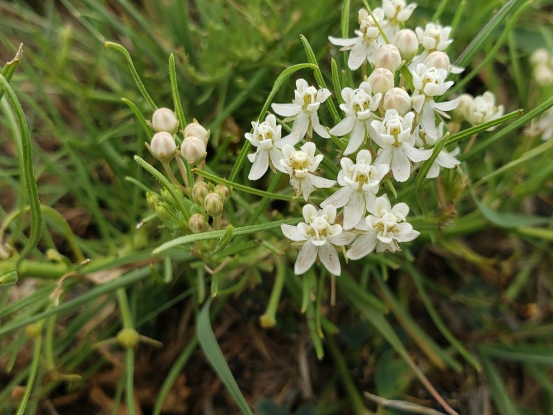 Plains Milkweed photo 8
