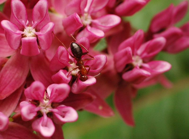 Purple Milkweed photo 3