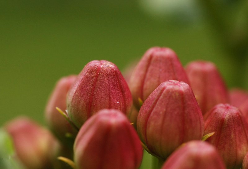 Purple Milkweed photo 4