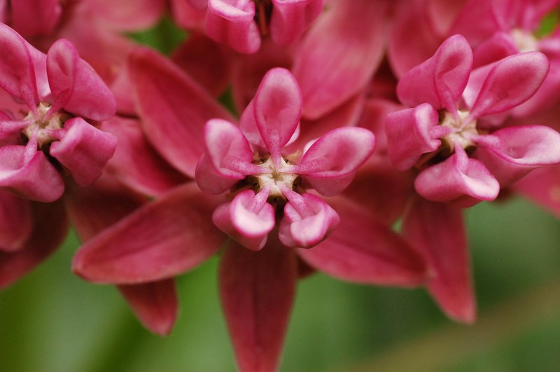 Purple Milkweed photo 5