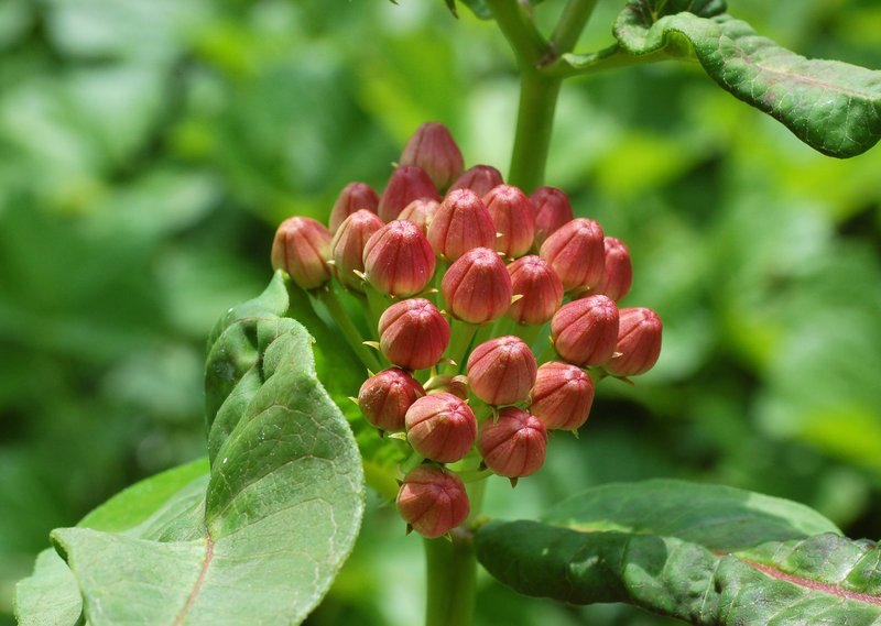 Purple Milkweed photo 6