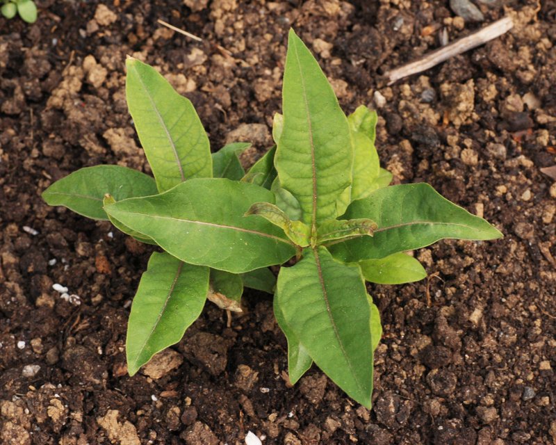 Purple Milkweed photo 7