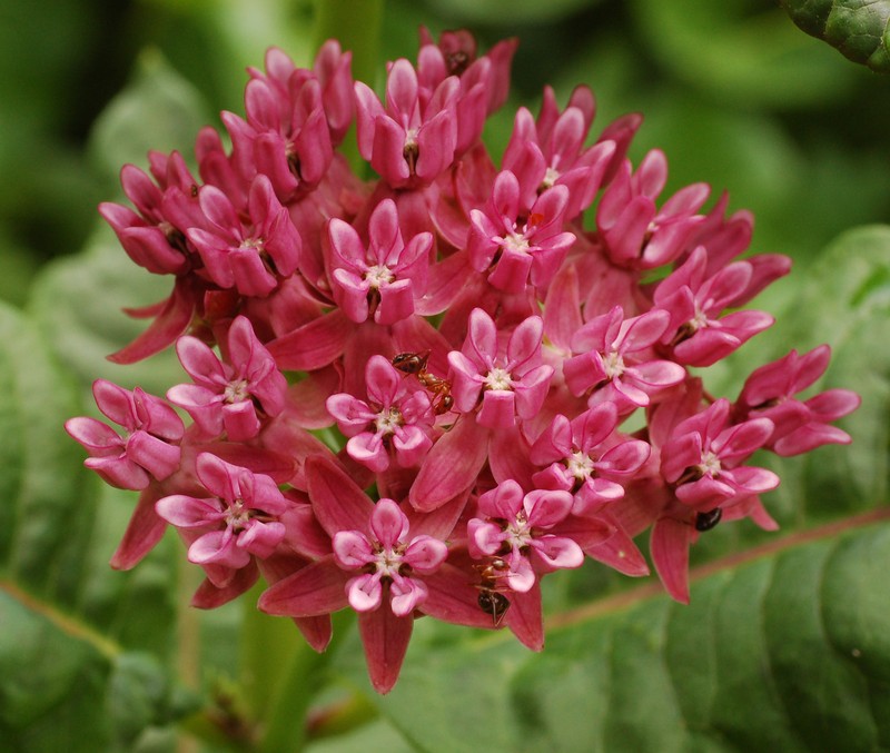 Purple Milkweed photo 2