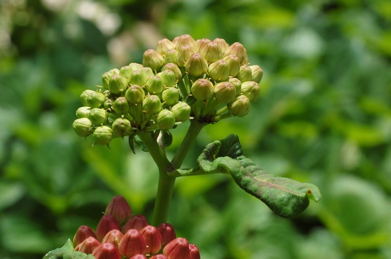 Purple Milkweed photo 8