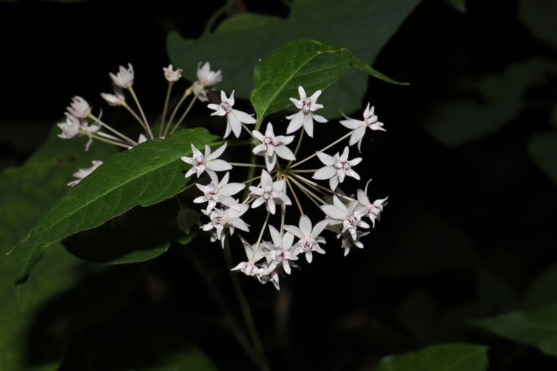 Fourleaf Milkweed photo 2