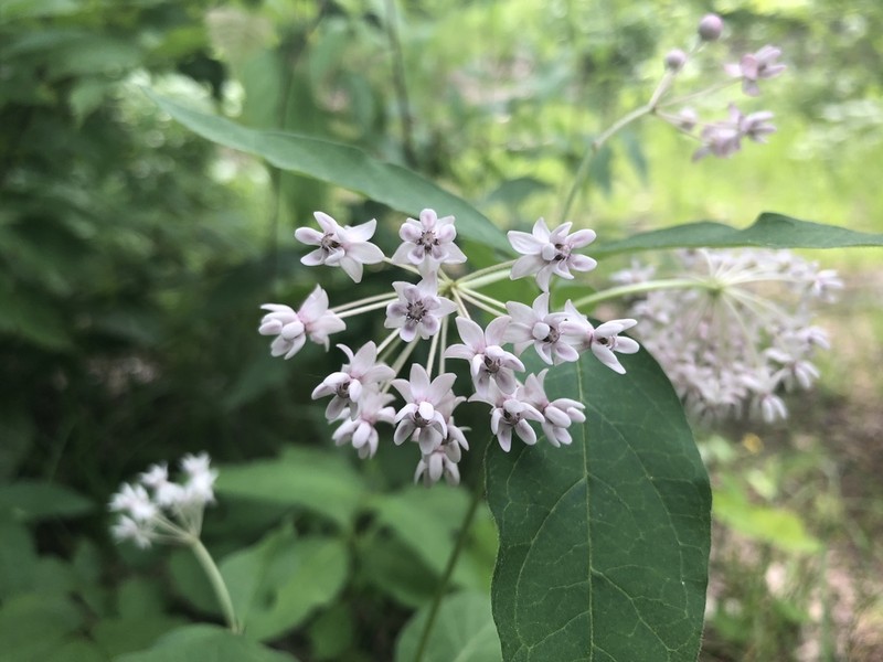 Fourleaf Milkweed photo 3