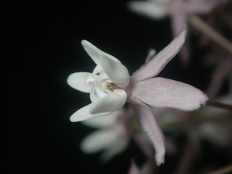 Fourleaf Milkweed photo 4