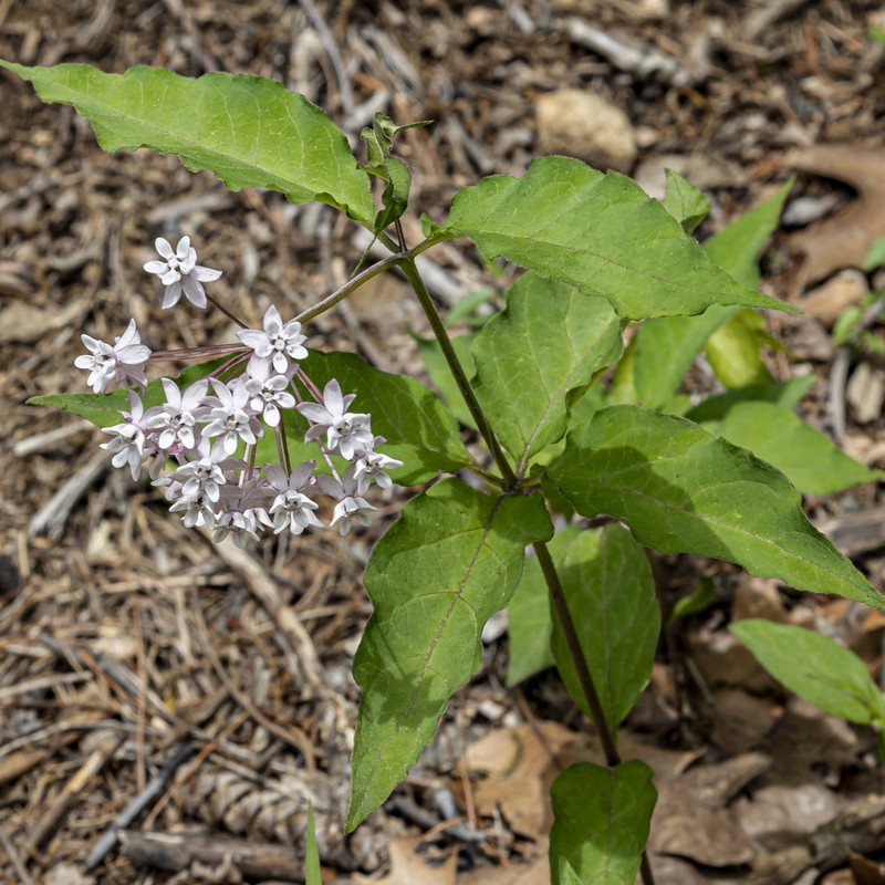 Fourleaf Milkweed photo 5