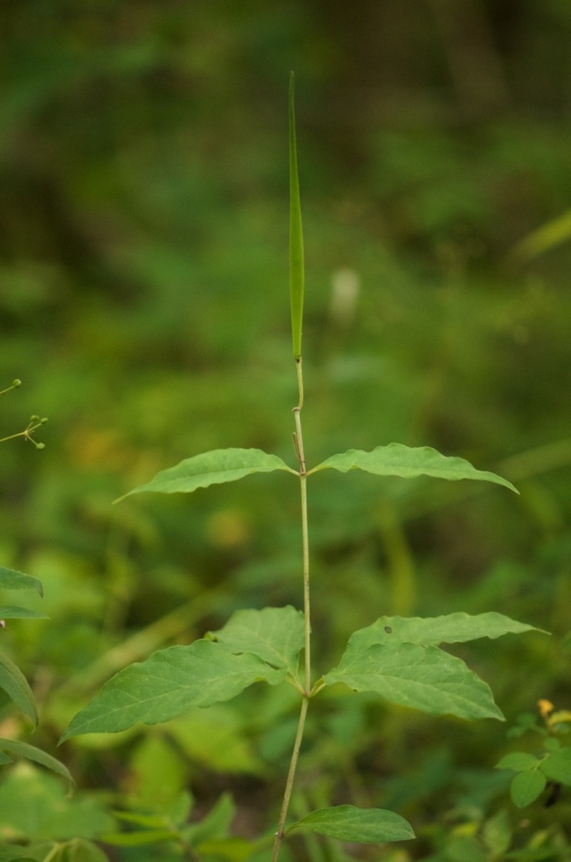 Fourleaf Milkweed photo 6