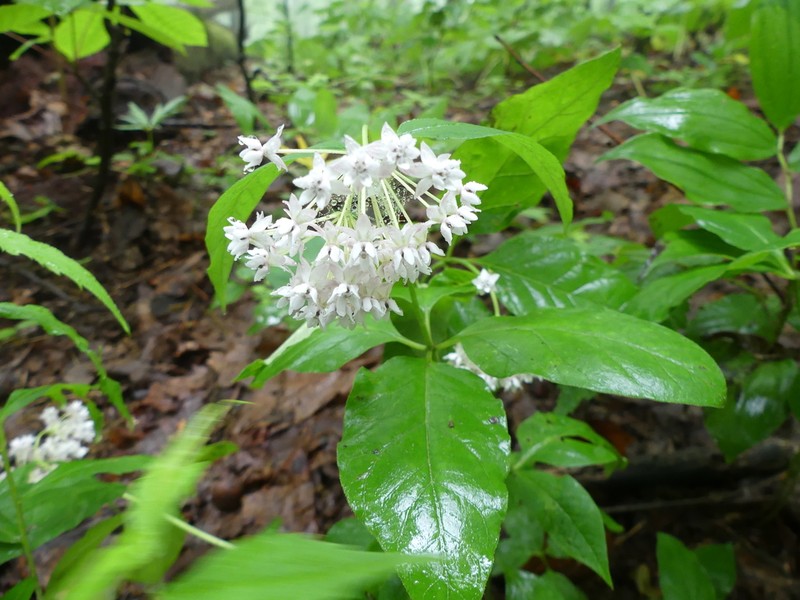 Fourleaf Milkweed photo 7