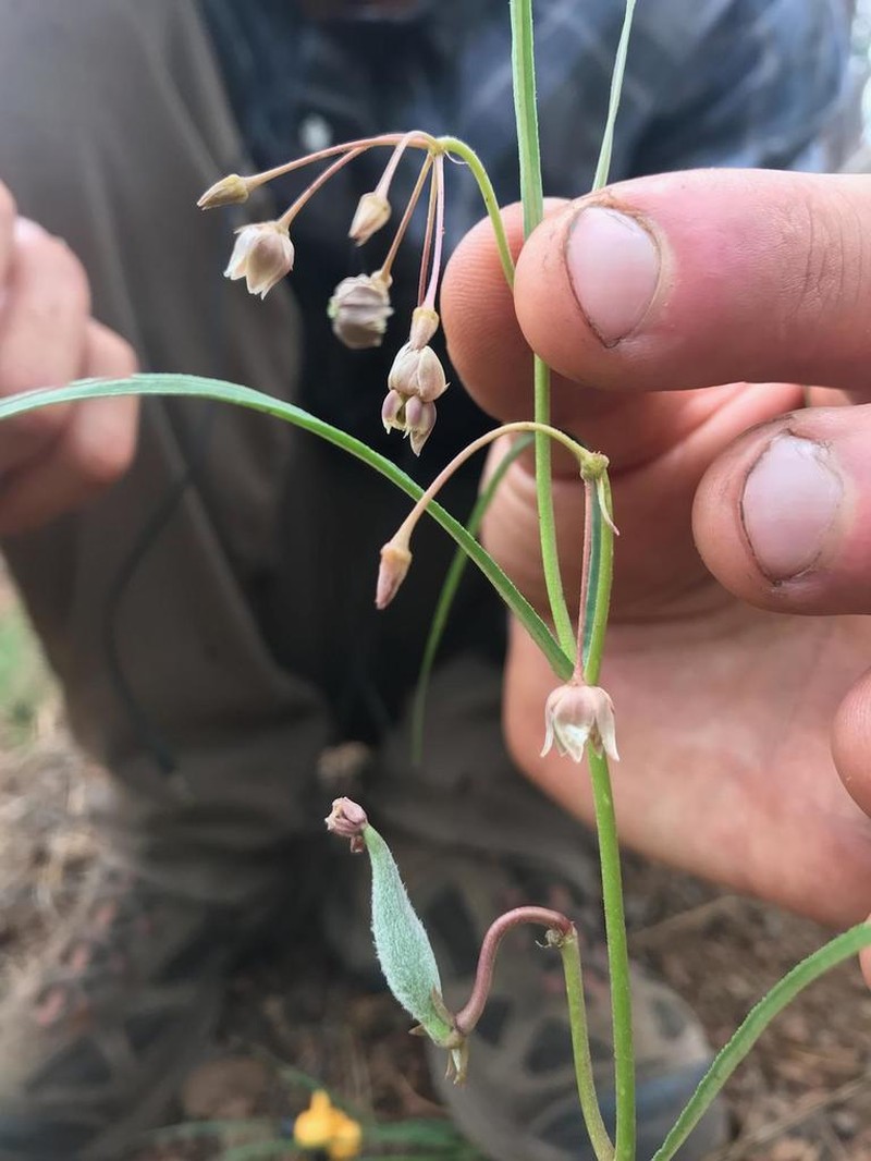 Slimpod Milkweed