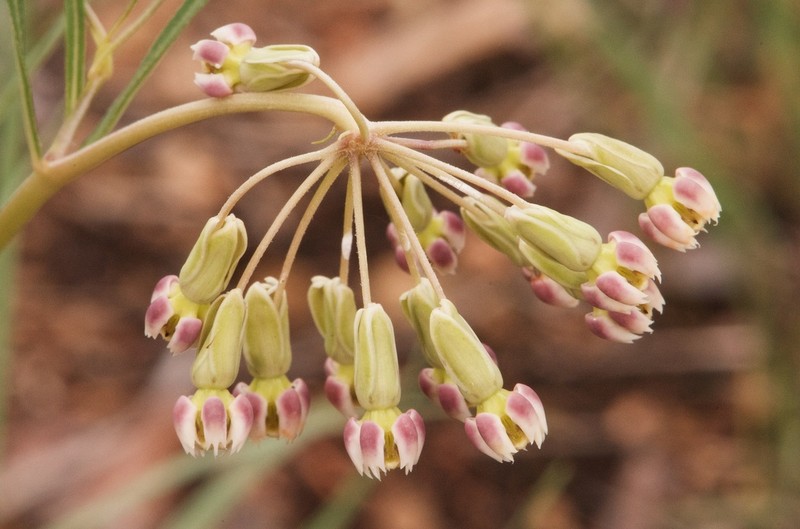 Slimpod Milkweed photo 2