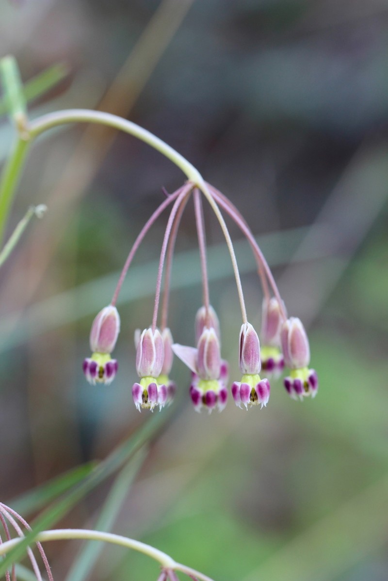 Slimpod Milkweed photo 3