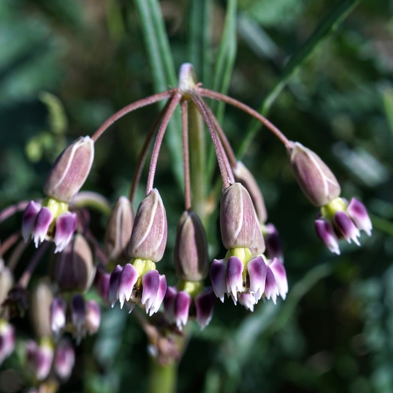 Slimpod Milkweed photo 4