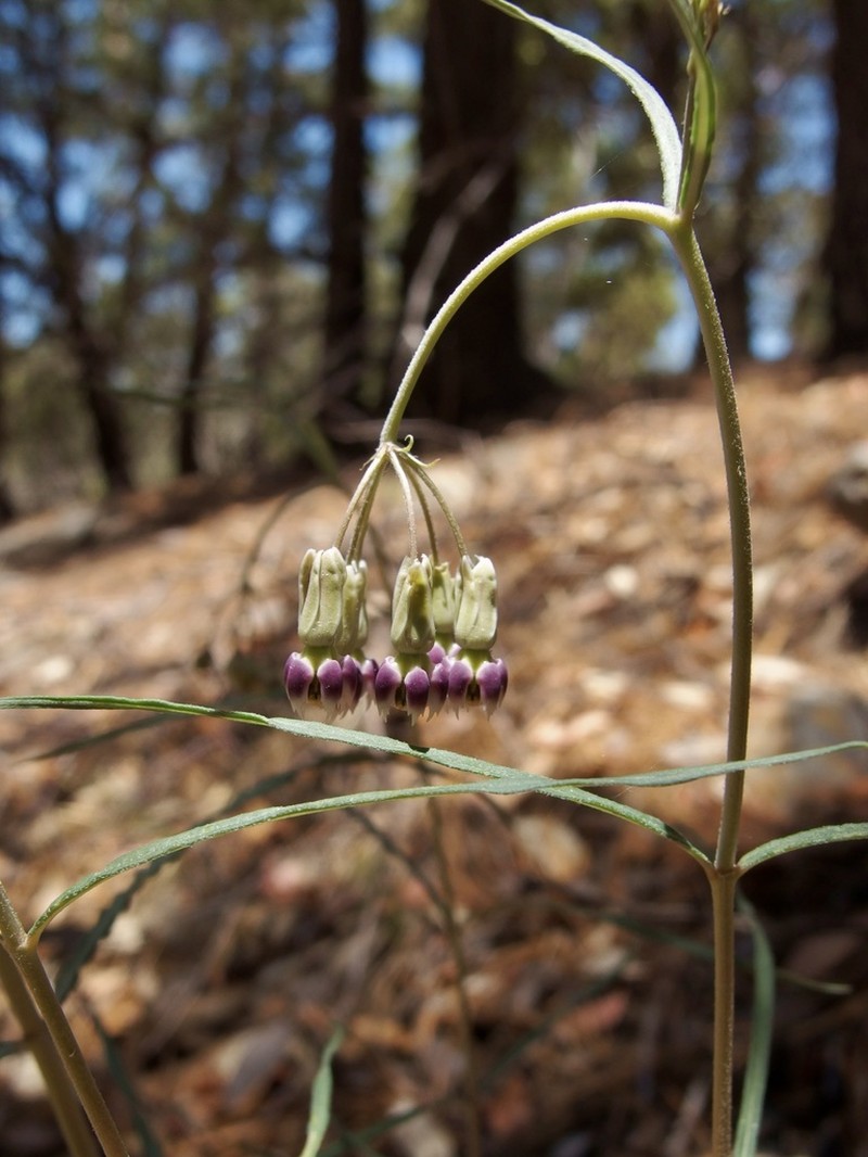 Slimpod Milkweed photo 5