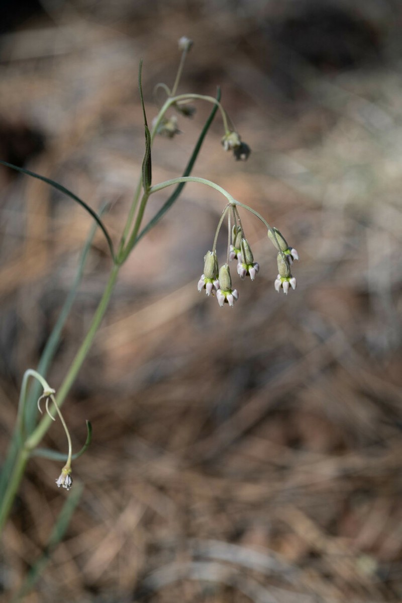Slimpod Milkweed photo 6