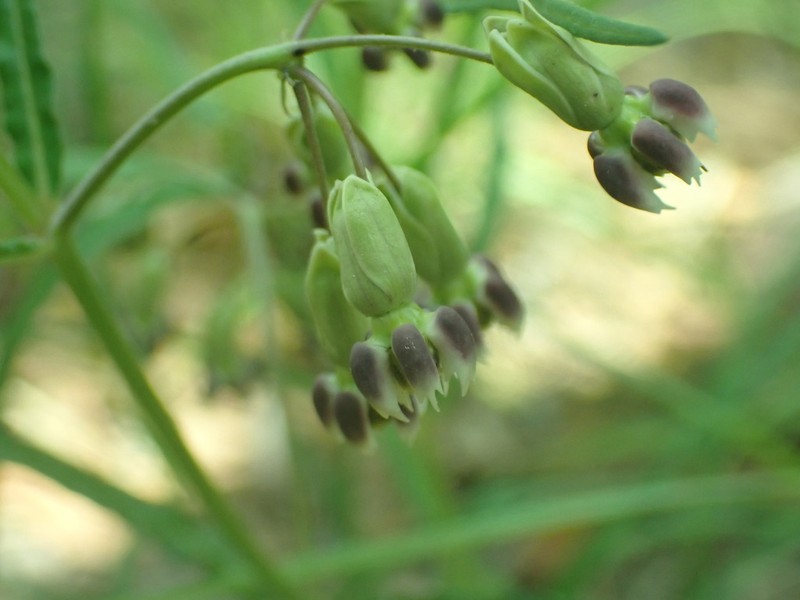 Slimpod Milkweed photo 7