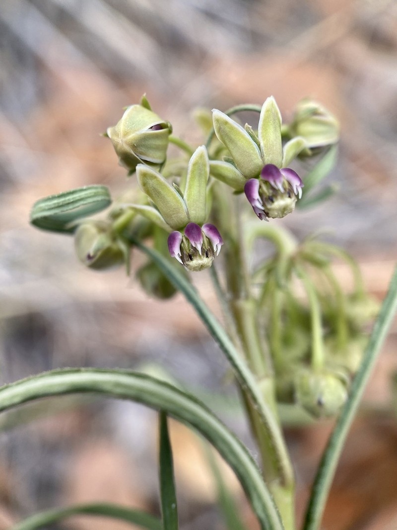 Slimpod Milkweed photo 8