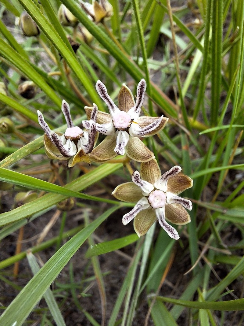 Asclepias randii photo 3