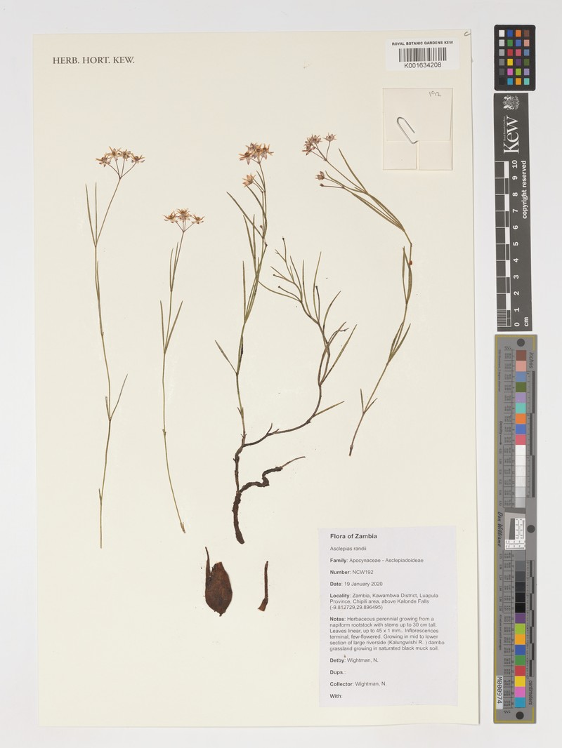 Asclepias randii photo 4