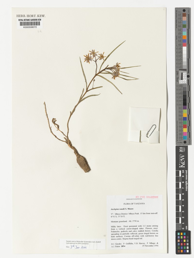 Asclepias randii photo 5