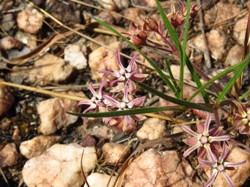 Asclepias randii