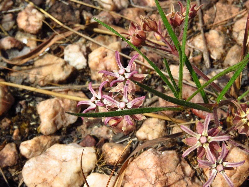 Asclepias randii photo 3