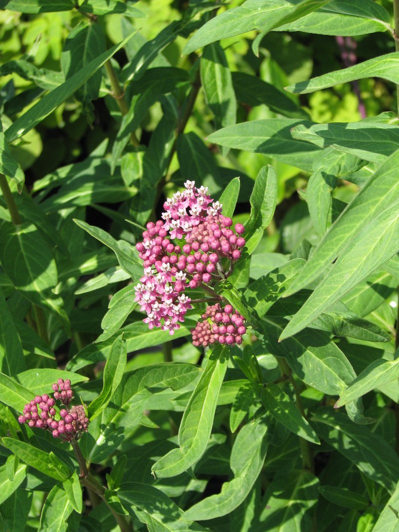 Red Milkweed